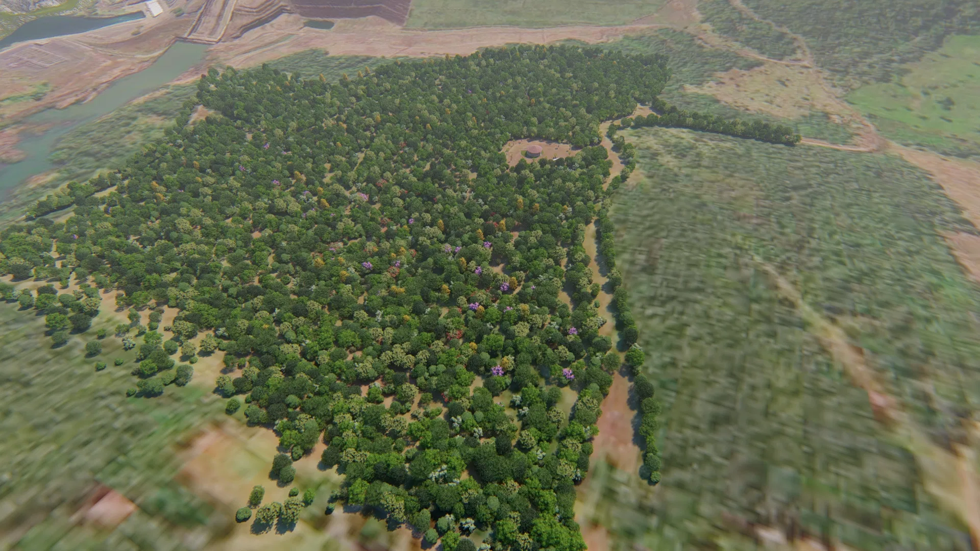 Vista aérea de extensa mancha arborizada de pomar em meio a campos cultivados, com corpo d'água e estradas de terra ao redor