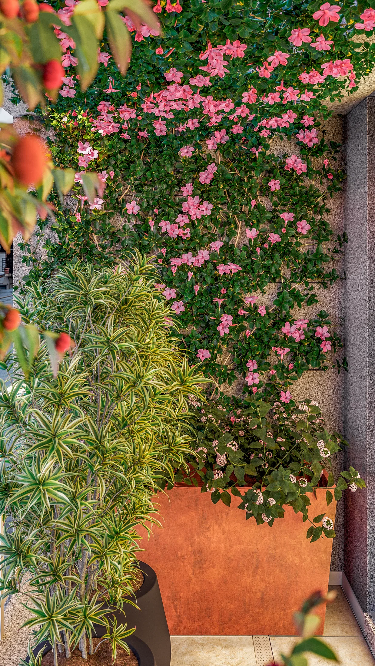 Trecho de varanda com parede tomada por trepadeira de flores rosa, jardineira terracota e dracenas variegadas em vaso escuro sobre piso claro.